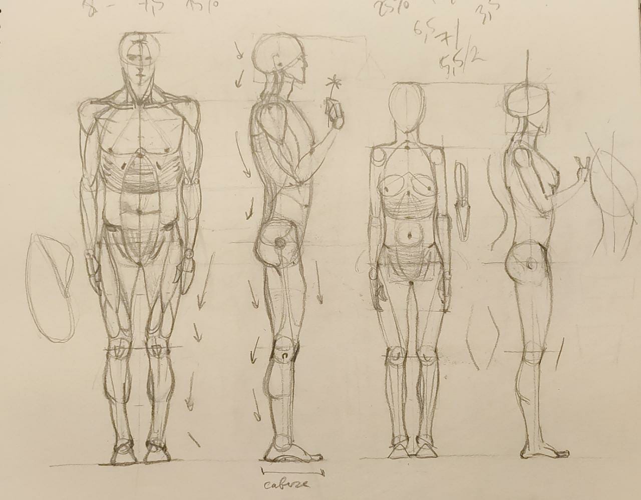 Anatomia de figura humana