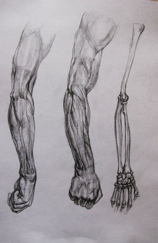 Anatomia del brazo (3 horas)