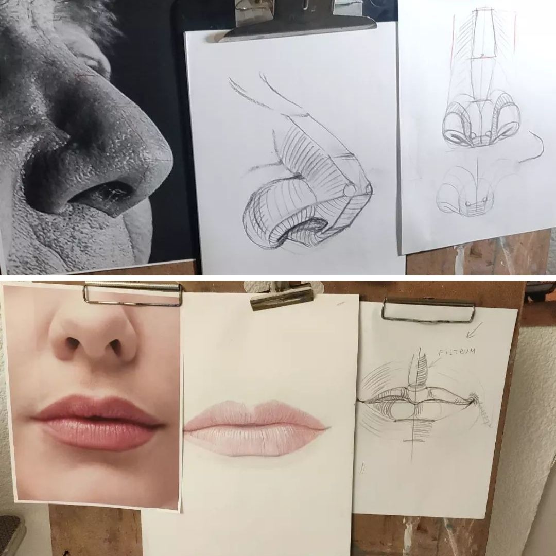 Anatomía de la nariz y los labios