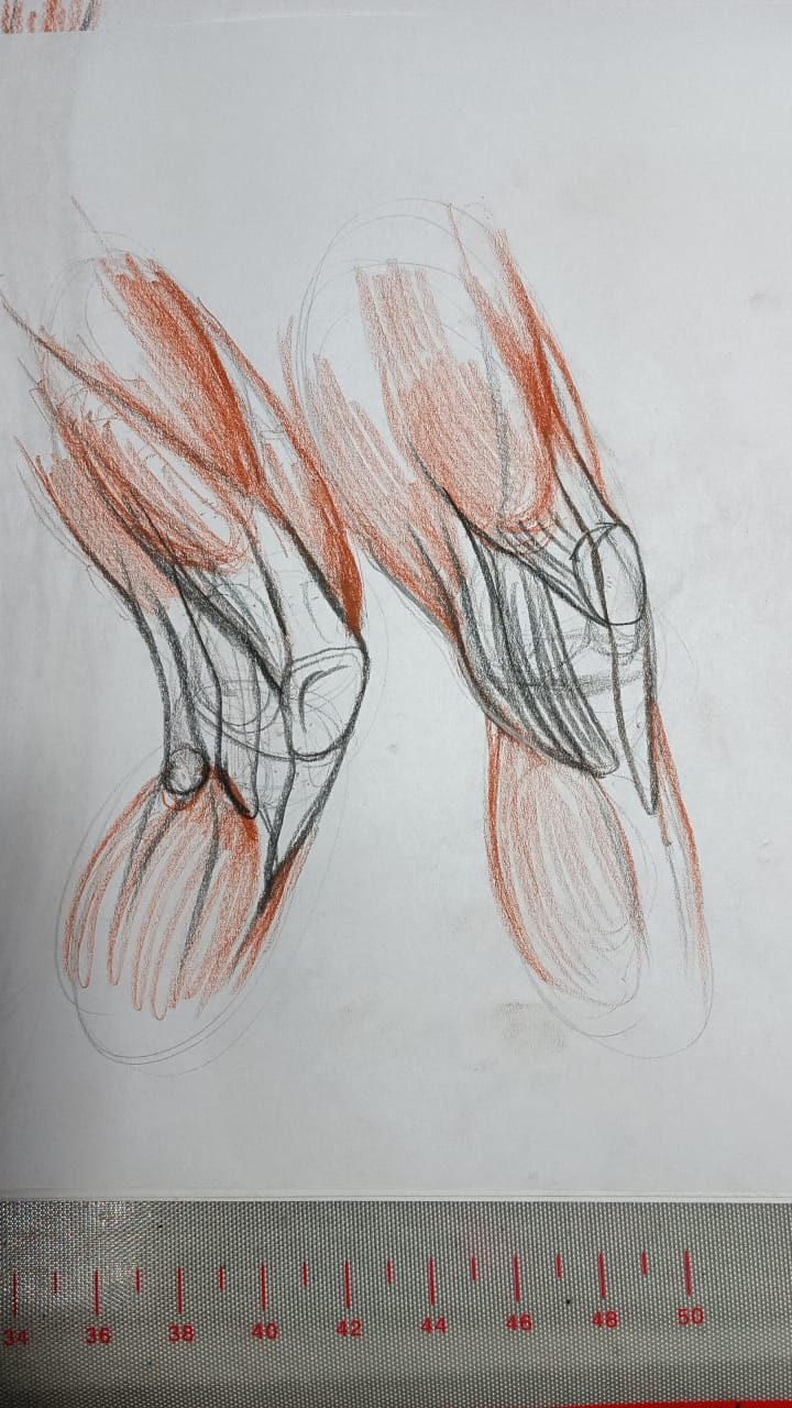 Anatomía de la rodilla