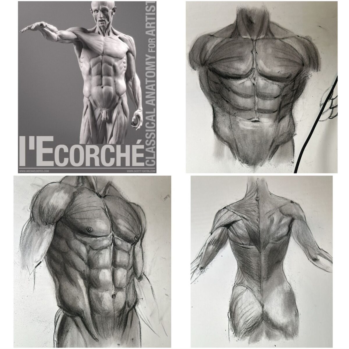 Dibujo de espalda y torso