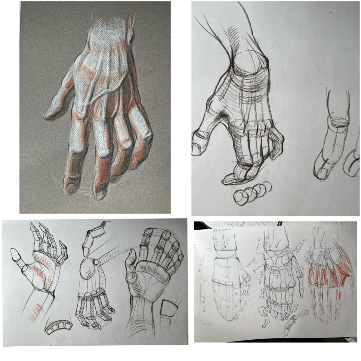 la mano, anatomia, estructura y practica (4 horas)